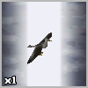Seagull